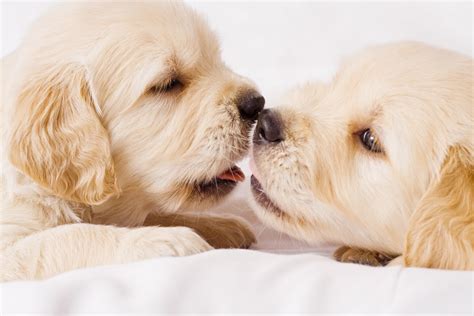 puppy love puppy love