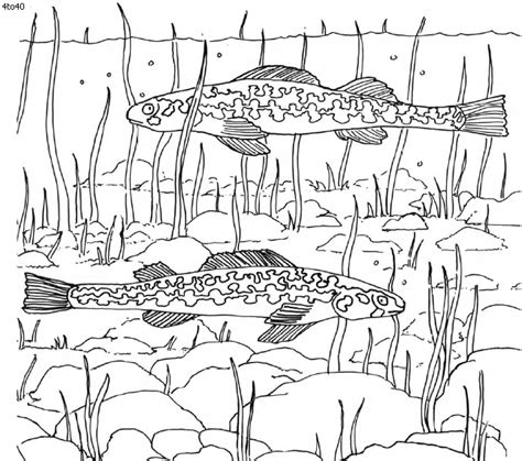 aquatic coloring pages fish coloring page coloring pages animal
