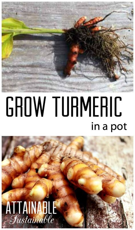 grow fresh turmeric grow turmeric veg garden organic