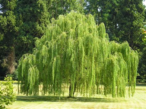 trees planet salix babylonica babylon willow weeping willow