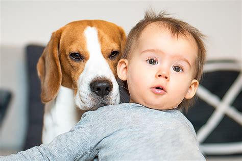 dogs  human babies  cute