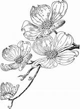 Dogwood Flower Drawing Tattoo Flowering Sketch Flowers Sketches Drawings Line Clipart Clip Coloring Botanical Floral Etc Tattoos Pages Trees Color sketch template