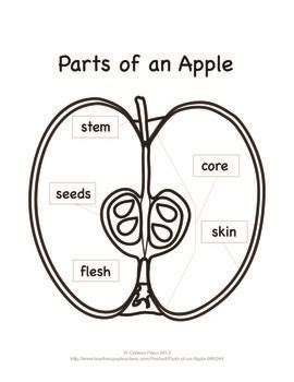 parts   apple apple activities apples  activities