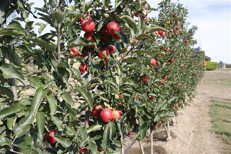 el potencial de la poma ecologica gironina