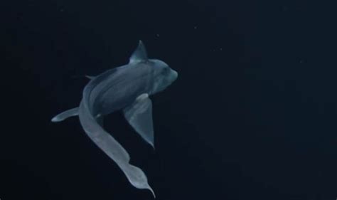 Ghost Shark Older Than Dinosaur Filmed For The First Time Nature
