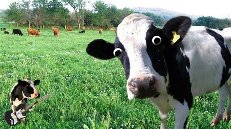 crazy cow eyes 4241580 1280x720 all for desktop