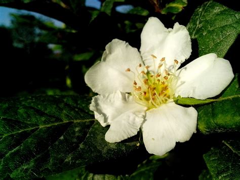 picture medlar flower