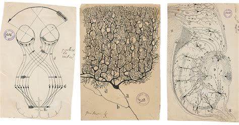 hunched over a microscope he sketched the secrets of how the brain