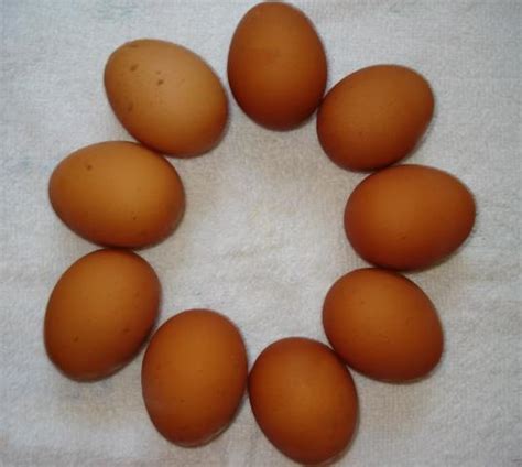 Egg Color Chart Find Out What Egg Color Your Breed Lays Backyard