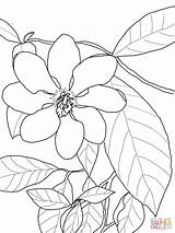 Gardenia Coloring Pages Flowers Carinata Supercoloring Printable Drawings Flower Drawing Gardenias Nature Crafts Super Color Lily Para Flores Colouring Dibujar sketch template