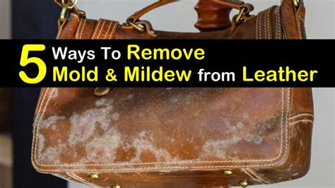 quick easy ways  remove mold  leather