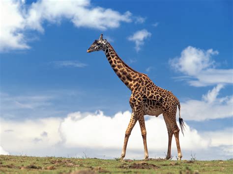 giraffe pictures animal spot