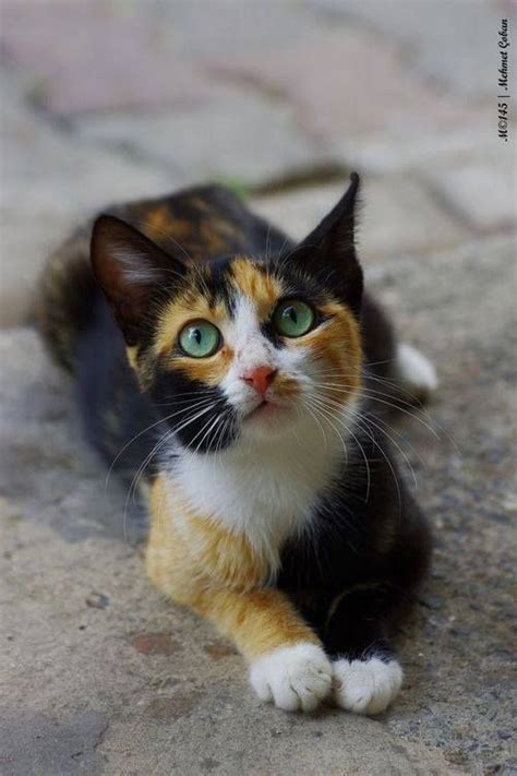 calico cats  pretty   cat  prettier
