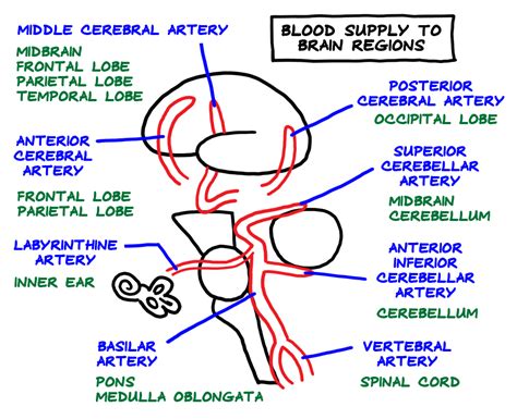 anatomy lab tips diagrams nervous sensory urinary reproductive
