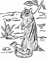 Chipmunk Coloring Pages Printable Print Today Samanthasbell sketch template
