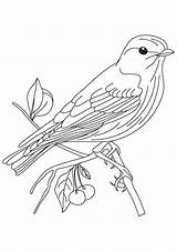 Sparrow Bough sketch template