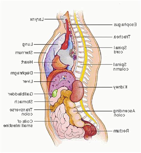 Diagram Of Female Body Organs Diagram Of Female Body