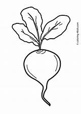 Vegetable Beet Coloring Drawing Pages Kids Vegetables Radish Printable Beetroot Clipart Beets Color Preschool Drawings Outline Colouring Templates Draw Clipartmag sketch template