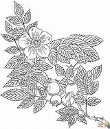 Grandiflora Fiori Rampicanti Vines Getcolorings Rosa Eglanteria Intricate Rosen Designlooter Briar Rosenranken sketch template