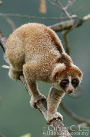 facts   slow loris nycticebus coucang
