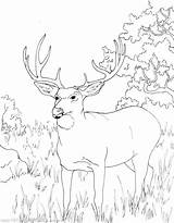 Deer Coloring Mule Pages Baby Color Getdrawings Getcolorings sketch template