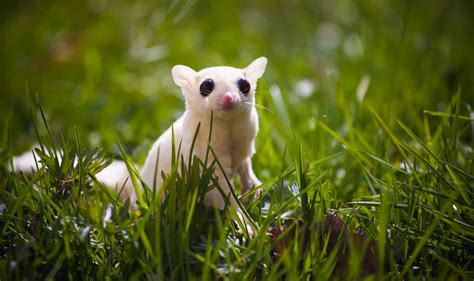 albino sugar gliders complete guide   unique pets petsvills
