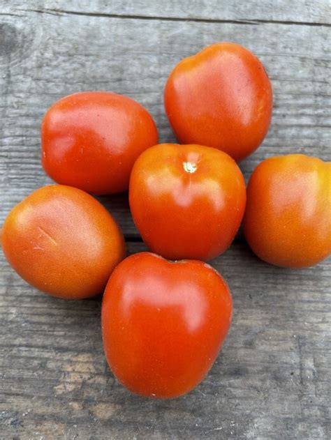 tomate de berao rot bio eiertomaten samenfest ab