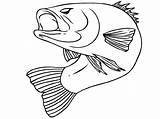 Fish Bass Coloring Pages Drawing Color Largemouth Realistic Pike Printable Drawings Print Getdrawings Getcolorings Realisticcoloringpages Via Paintingvalley sketch template