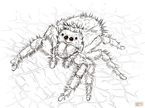 spiders  coloring books   spiders coloring pages