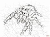 Spider Coloring Pages Jumping Drawing Spiders Daring Printable Color Realistic Web Kumo Adult Draw Print Kids Book Getdrawings Designlooter Cartoon sketch template