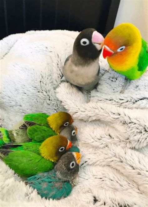 beautiful family  bright parrot   unusual girlfriend  parents   chicks