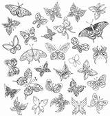 Papillon Papillons Butterflies Adulte Mariposas Simple Variedad Qvectors Vectorified Species Handdrawn sketch template