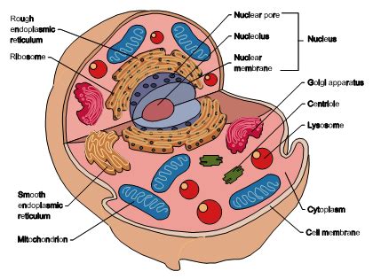 smart exchange usa animal cell diagram labeled