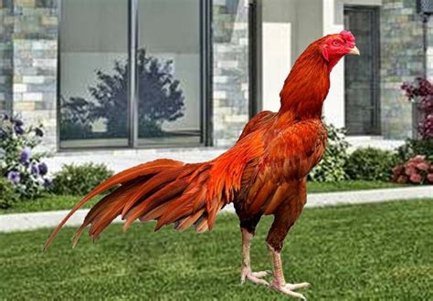 Warna Ayam Pelung Yang Bagus Mulyoyowis10