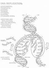 Dna Replication Worksheet Coloring Structure Answer Key Double Helix Worksheets Transcription Translation Pdf Pages Drawing Synthesis Protein Biology Labeled Questions sketch template
