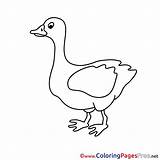 Goose Kids Coloring Colouring Easter Pages Sheet Title sketch template