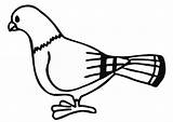 Coloring Pages Pigeon Cute sketch template