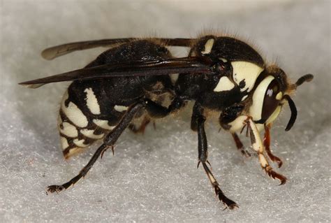 bald faced hornets dolichovespula maculata  marvelous engineers georgiabeforepeople