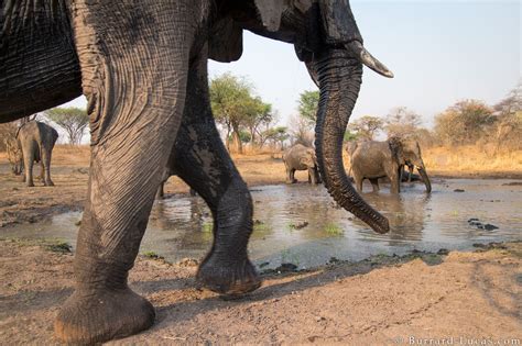 elephants  pool burrard lucas photography