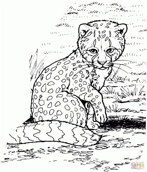 cheetah coloring pages   print atl