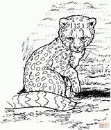 Coloring Cheetah Pages Print Baby Printable Kids Animal Color Cat Animals Cute Cheetahs Cub Sheets Drawing Adult Colouring Supercoloring Cool sketch template