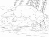 Platypus Coloring Pages Colouring Animals sketch template