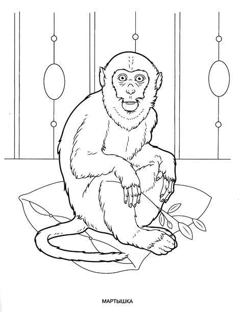 wild animal coloring pages  preschoolers    exciting wild