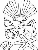 Conchas Shell Seashells Ausdrucken Ausmalen Muscheln Seashell Malvorlagen Ausmalbilder Marinos Shells Muschel Konzepte Pez Conch Ausmalbild Neueste Caracolas Caracoles Shellfish sketch template