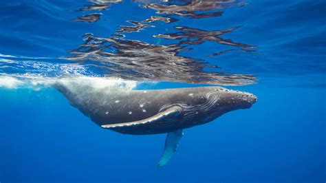 van hertje tot walvis de wonderlijke evolutie van de oceaangigant vrt nws nieuws