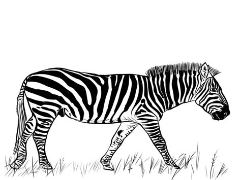zebra pictures  coloring pages worksheet school zebra pictures
