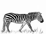 Zebra Zebras Worksheet sketch template