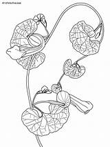 Rainforest Daintree Aristolochiaceae Designlooter sketch template