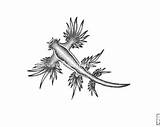 Nudibranch Glaucus Atlanticus Slug sketch template