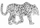 Leopard Ausmalbild Malvorlagen sketch template